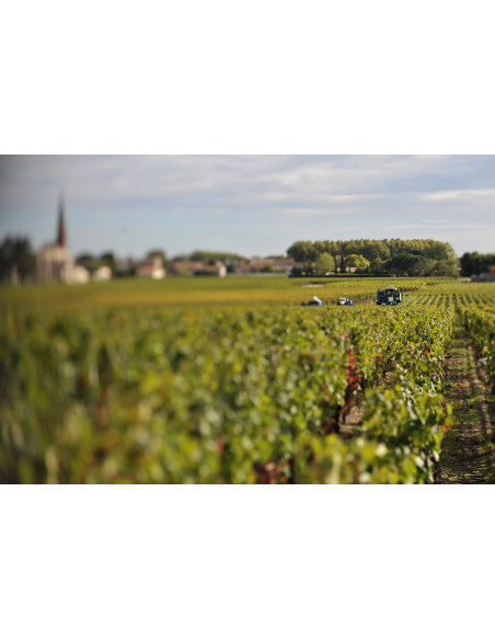 Sillonnez la route des vins de Bordeaux...