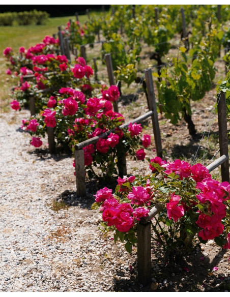 Savez-vous à quoi servent les rosiers au pied des vignes ? pas seulement d'un point de vue esthétique...